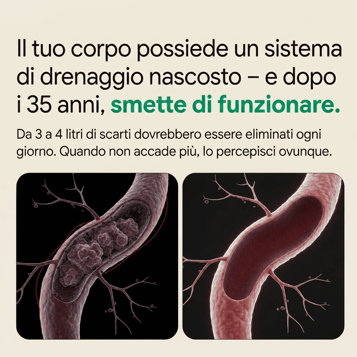 PALAMOT™ Capsule per il Drenaggio Linfatico · Trasformazione Completa in 60 Giorni