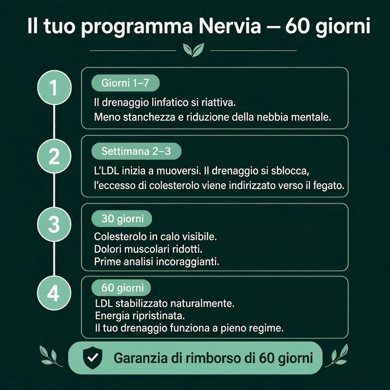 PALAMOT™ Capsule per il Drenaggio Linfatico · Trasformazione Completa in 60 Giorni